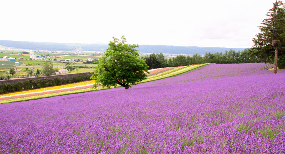 ラベンダーの紫と彩りの畑のコントラストがきれいです