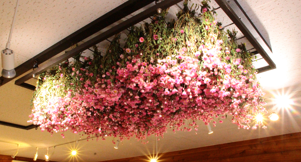 花の舎の天井にローダンセのドライフラワーが飾りつけられました