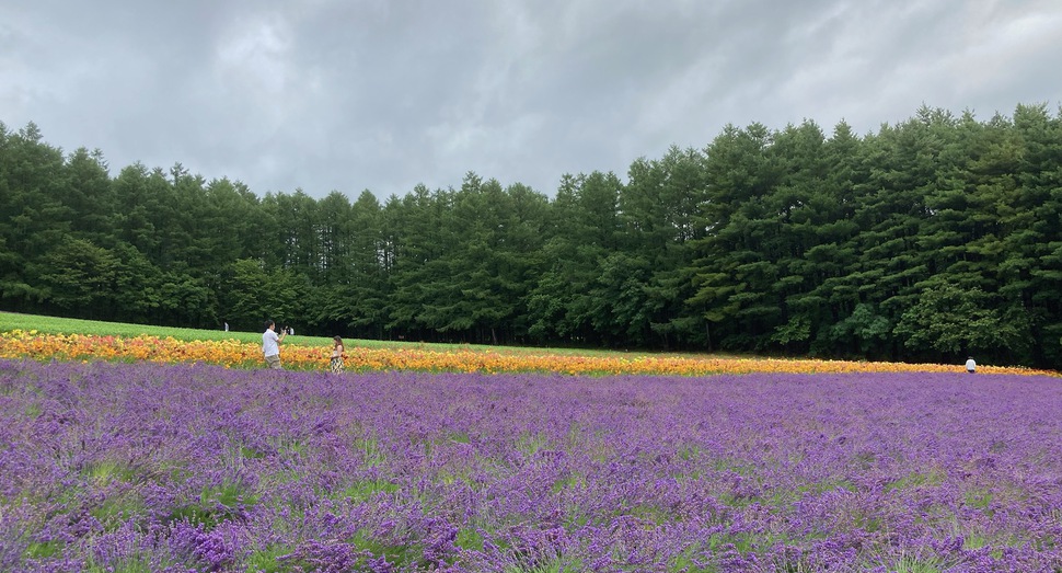 森の彩りの畑