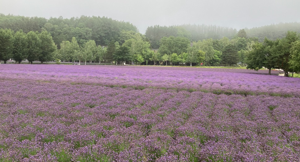 朝靄の「倖の畑」