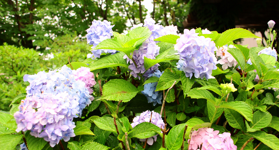 みずみずしいアジサイの花