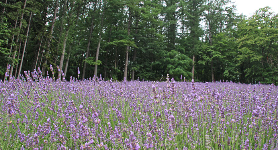 「遅咲きラバンジン畑」でも開花の様子をご覧いただけます