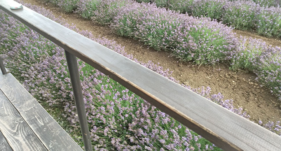 足元ではすぐ側にラベンダーが