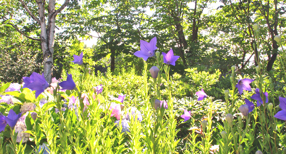 真っ青なキキョウの花がきれいです