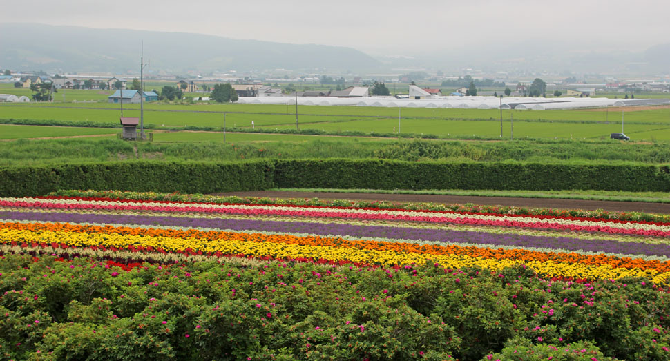 お花の絨毯のような「秋の彩りの畑」