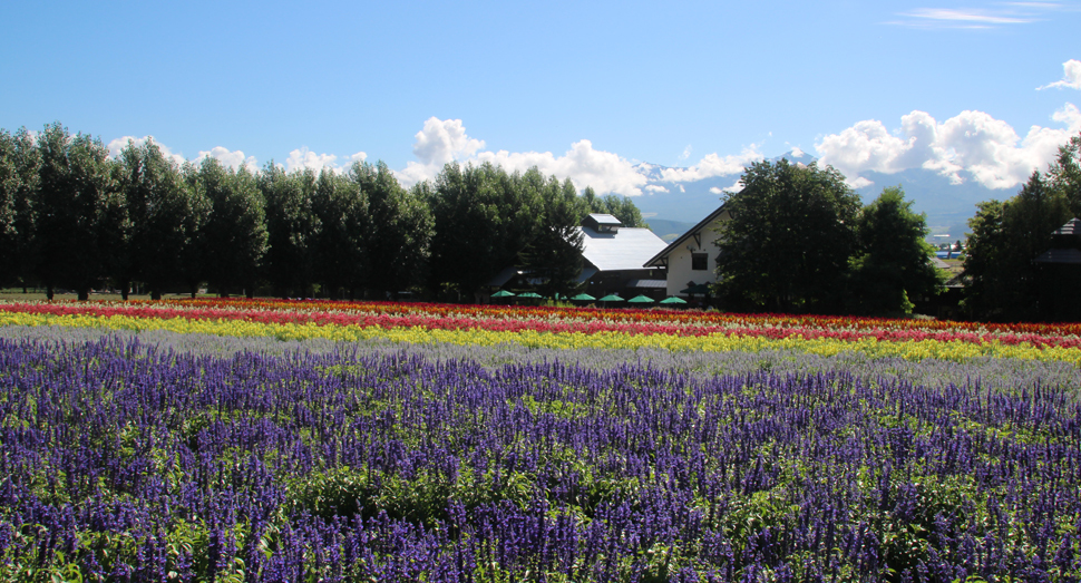 手前に見える青紫色の花はラベンダーではなくサルビアです