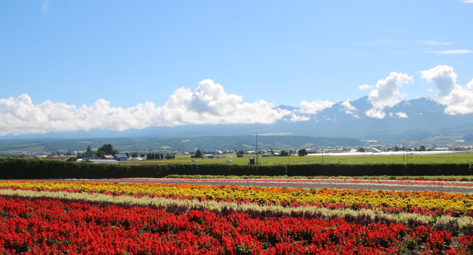 秋の彩りの畑と十勝岳連峰