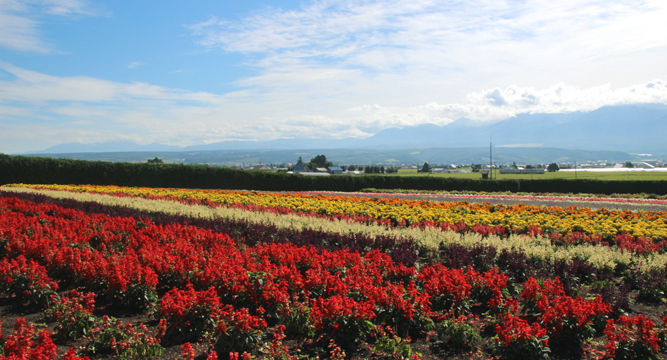 こちらは赤や黄などの花々が咲き乱れる秋の彩りの畑