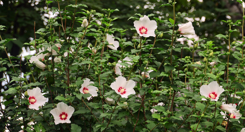 マザーズガーデンでは白いムクゲの花が咲いていました