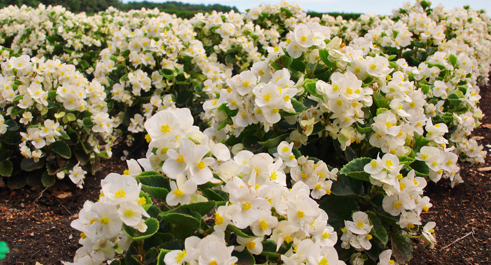 目玉焼きのような白いベゴニアの花