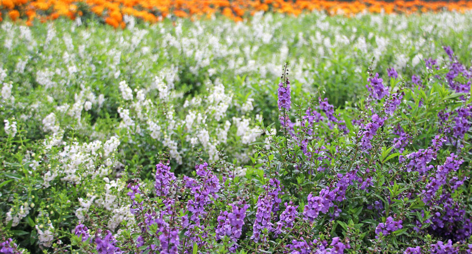 涼しげな白と紫のアンゲロニア(秋の彩りの畑)