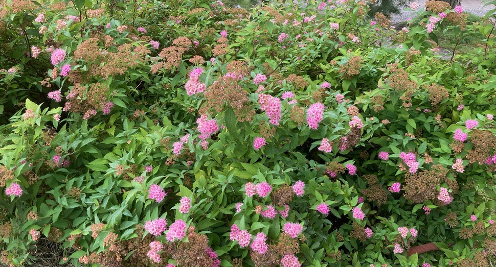 せせらぎ通りの花々