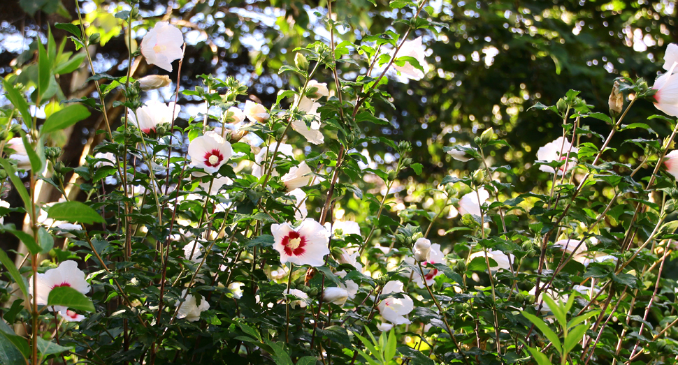 涼しげな白いムクゲの花はマザーズガーデンでご覧いただけます