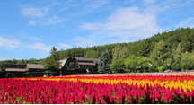 晴れの日の花人の畑