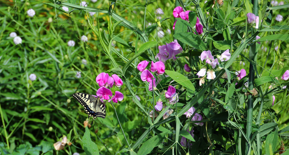 花人ガーデンでアゲハ蝶が羽を休めていました