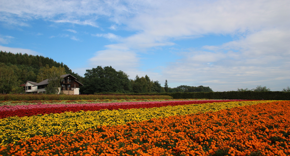 この景色が見られるのも10月上旬ごろまででしょうか