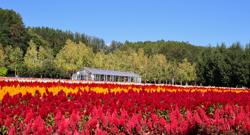 穏やかな月曜日です ファーム日誌 花畑の紹介 北海道のラベンダー畑「ファーム富田」オフィシャルサイト