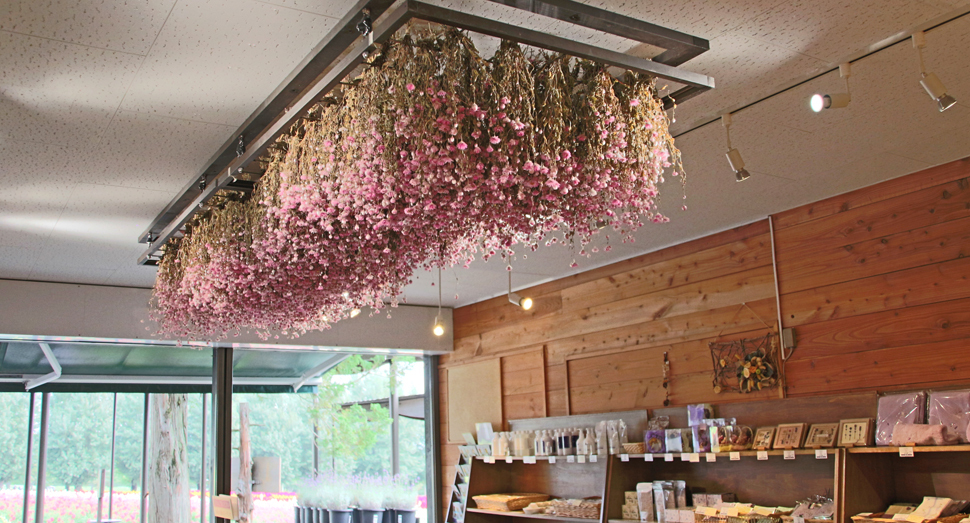 風がひんやりとしています | 園内案内 | 北海道のラベンダー畑