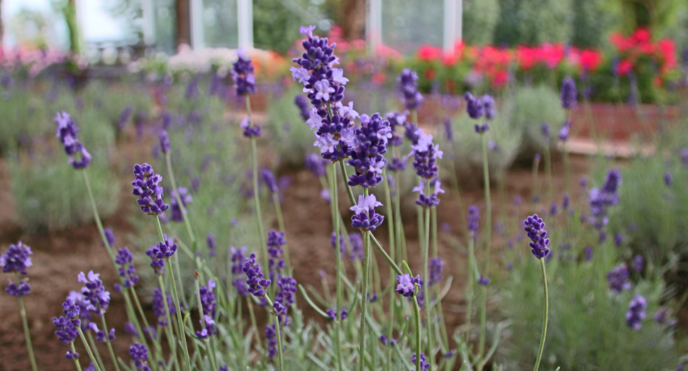 風がひんやりとしています | 園内案内 | 北海道のラベンダー畑