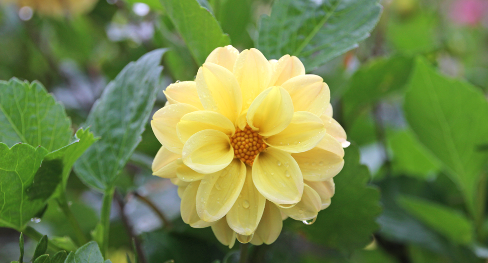 今日は朝から雨が降り続いています(秋の彩りの畑・ダリア)