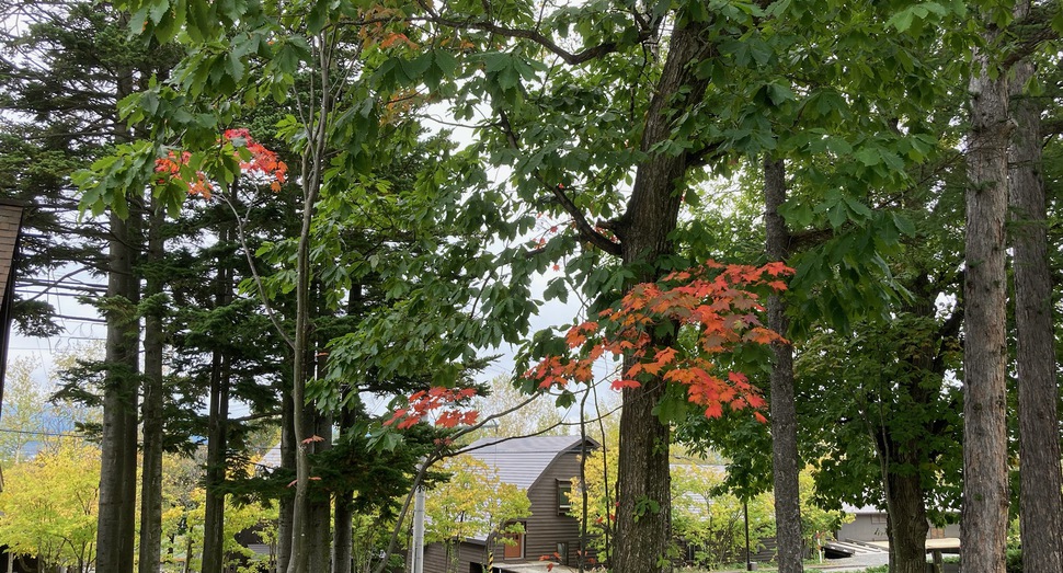 所々紅葉が始まっています