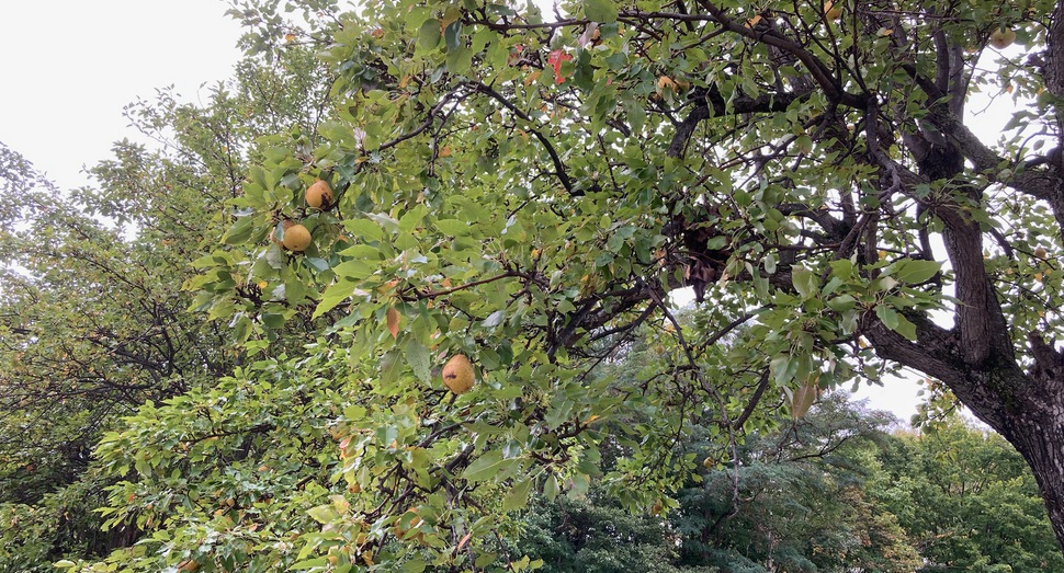 秋の果物「梨」が実っています