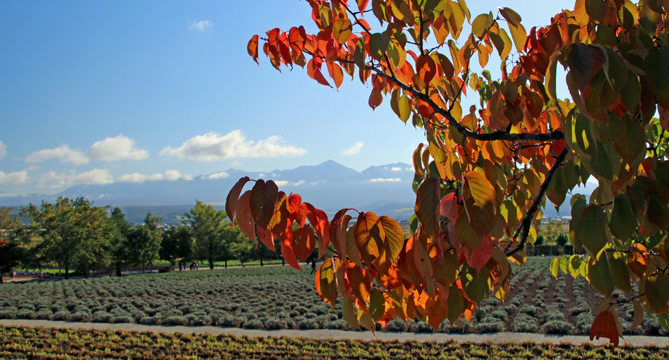 秋は紅葉で魅せるヤマザクラ