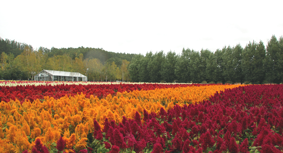 花畑の花々はもうそろそろ見納めです