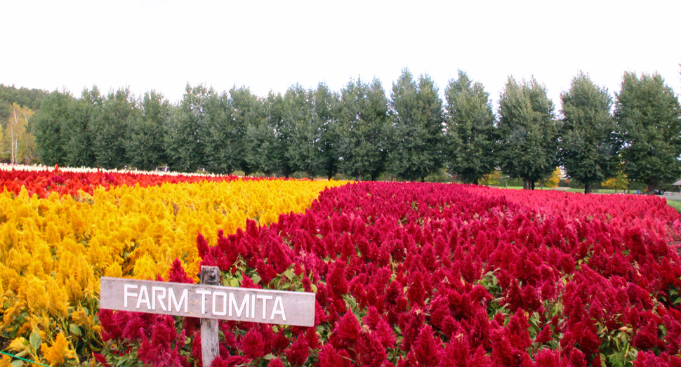 外の畑でもケイトウなどのお花がご覧いただけます