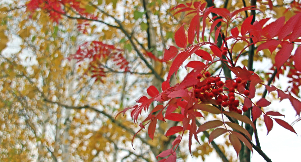 紅く色づくナナカマド