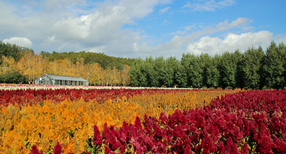 秋らしい色のケイトウが咲く花人の畑