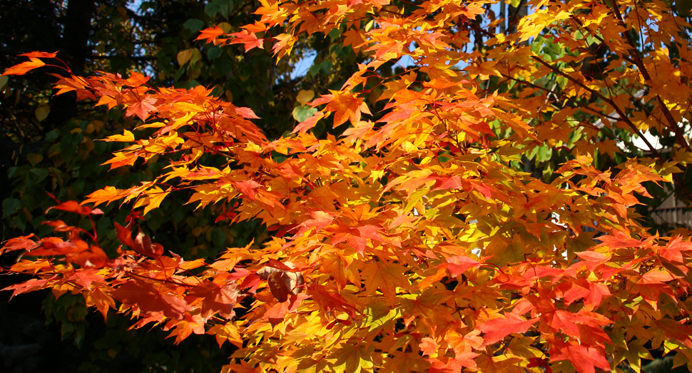 園内のあちこちで紅葉が進んでいます