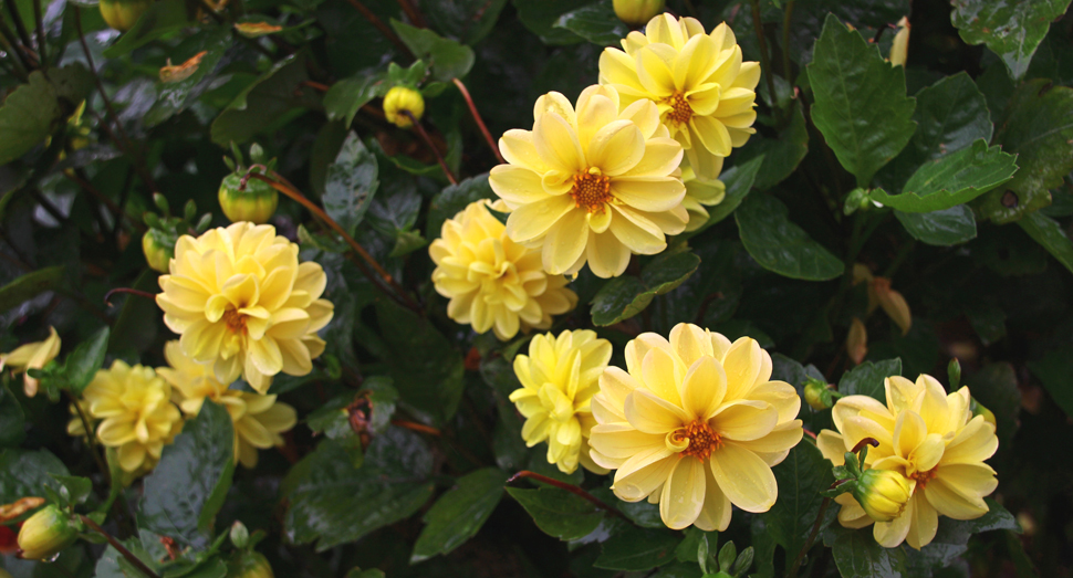 「優美」の花言葉がぴったりの優しい色合いのダリア