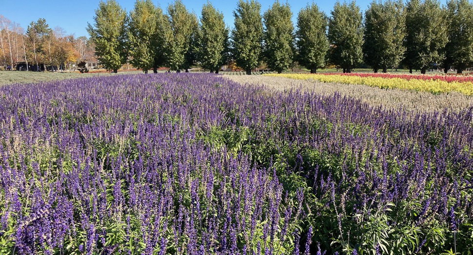 花人の畑の「サルビア」