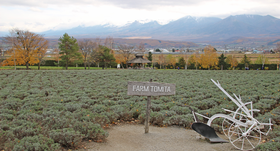 11月に入り秋の深まりを感じます | 園内案内 | 北海道のラベンダー畑