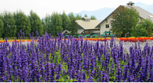 今朝の花人の畑