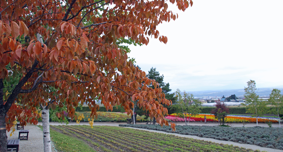 紅葉を楽しめる時期になってきました
