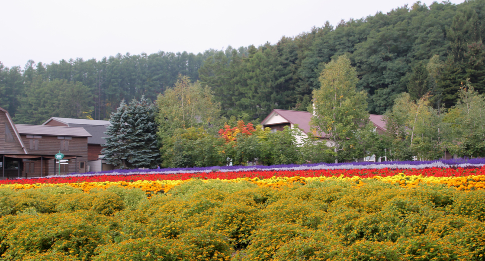 メランポジュームなどのお花がまだお楽しみいただけます