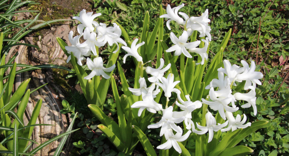 真っ白な花がきれいなヒヤシンス