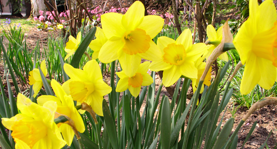 ぽかぽかと暖かい春の陽射しを浴びて花たちも元気に咲いています
