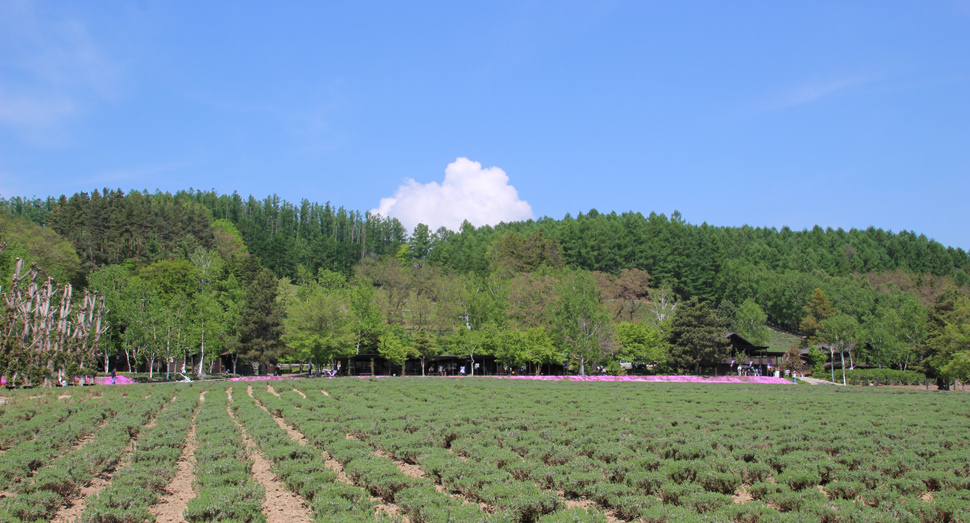 ラベンダーの新芽が青々と元気いっぱいの「倖の畑」