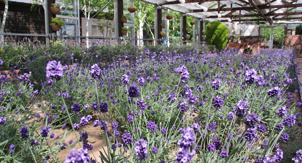 温室ではラベンダー「濃紫早咲」が満開です