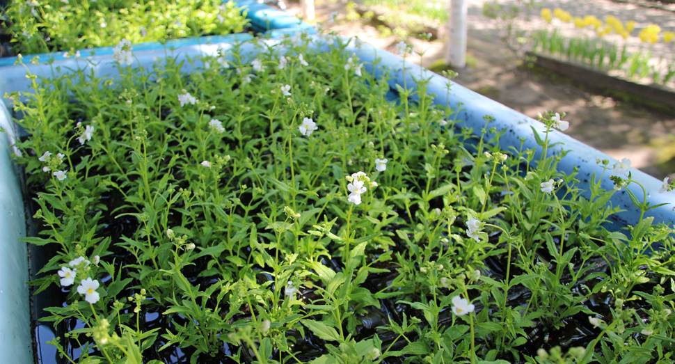 花畑に定植する苗を準備中