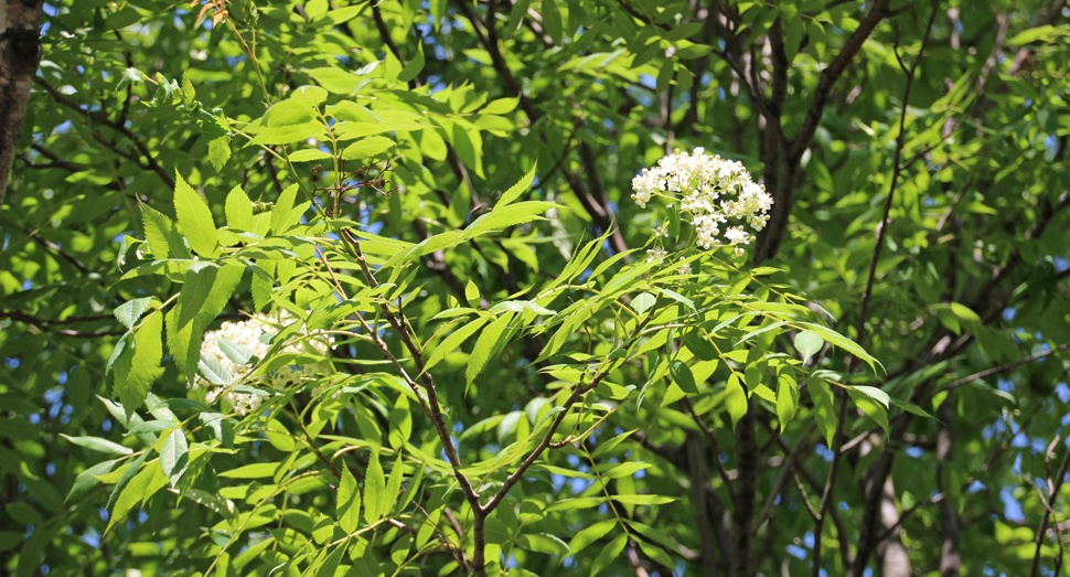 清らかな白色が若葉に映えるナナカマドの花