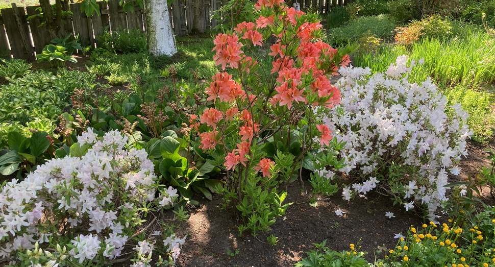 マザーズガーデンの花々