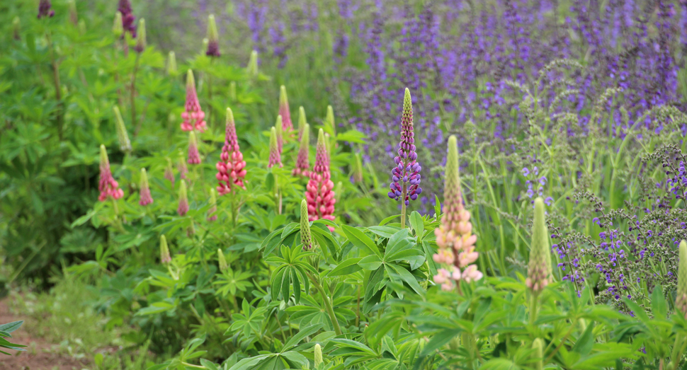 ルピナスの花のグラデーションが綺麗です