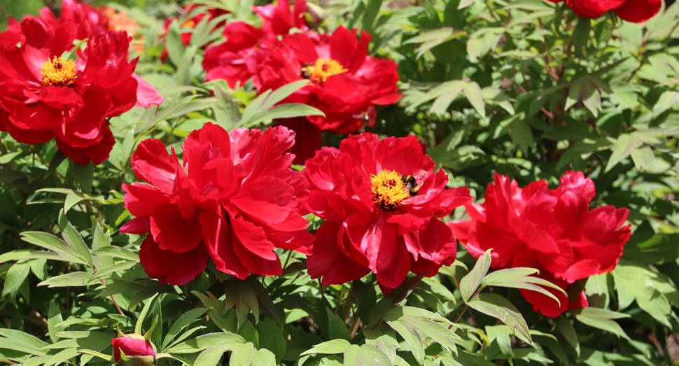 蜂が牡丹の花の蜜を吸っています。