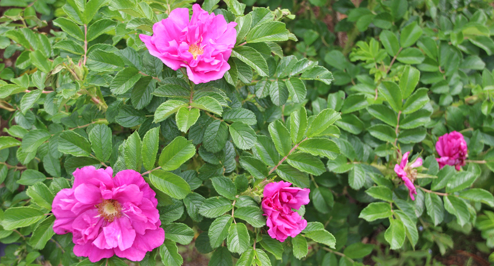 秋の彩りの畑近くで「ハマナス」の鮮やかな花をご覧いただけます