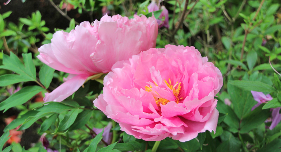 マザーズガーデンでは様々な種類の花が上品に咲いています