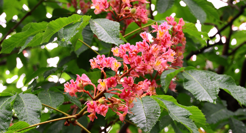 小さな花が身を寄せ合っているのがかわいらしいベニバナトチノキ